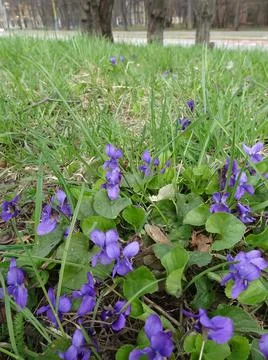 Blooming violet in a spring park. Viola odorata. Selective focus. Stock Photos