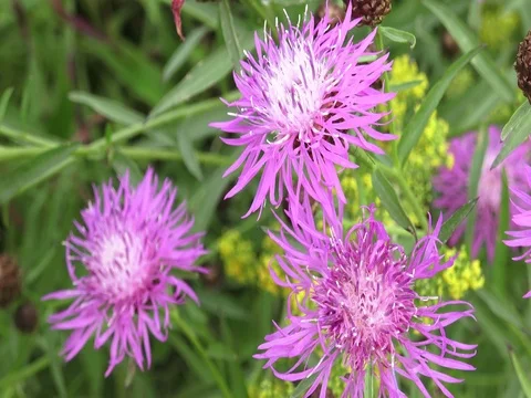 Blooming violet thistle. Plants and nature. Stock Footage 78699611