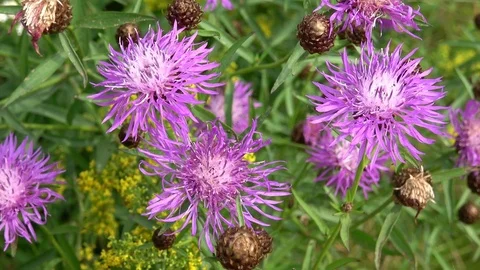 Blooming violet thistle. Plants and nature. Stock Footage 78918344