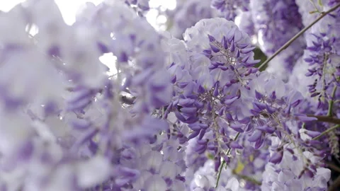 Blooming violet Wisteria tree in spring Stock Footage 89424355
