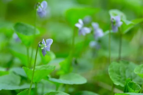 Blooming violets, shallow depth of field Stock Photos