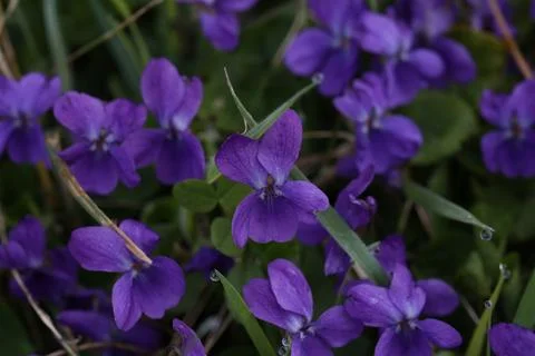 Blooming violets spring flowers in the forest Stock Photos