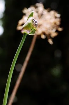 Blooming vs dead Stock Photos