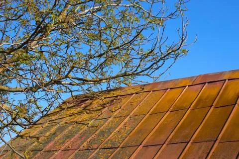 Blooming walnut tree over old roof Stock Photos
