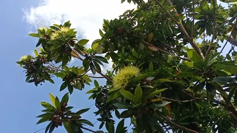 The blooming of water apple flowers on a sunny day. 스톡 동영상 336431353
