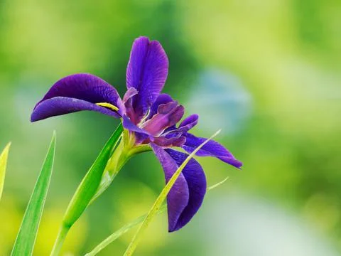Blooming Water Iris Foto stock