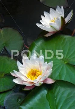 Blooming water lilies Stock Photos