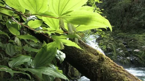 Blooming Waterfall Stock Footage 9062561
