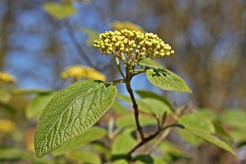 Blooming Wayfaring Tree Stock Photos