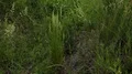 Blooming weed flowers close up beside corn field 4k 4k or 4k+ Resolution
