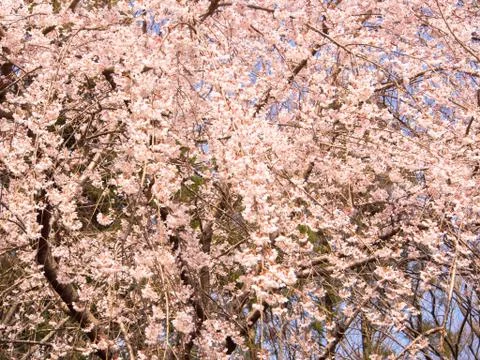 Blooming weeping cherry blossom tree Stock Photos