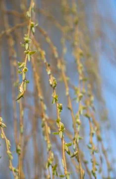 Blooming weeping willow 스톡 사진