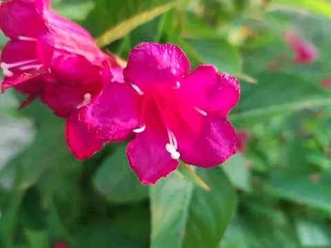 Blooming weigela Stock Photos