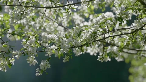 Blooming white apple tree branch with sun. Slow motion shot. Natural lighting Stock Footage 130522032