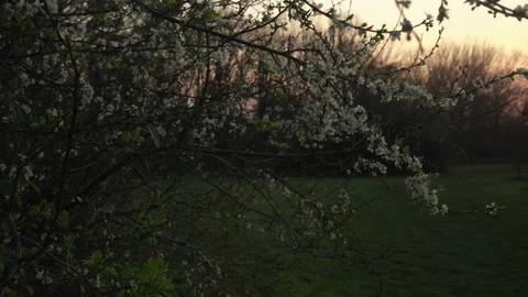 Blooming White Apple Tree Branches Moving On Wind In Sunny Spring Day On Stock Footage 173286942