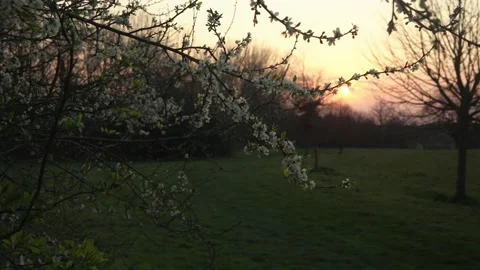 Blooming White Apple Tree Branches Moving On Wind In Sunny Spring Day On Stock Footage 177353146