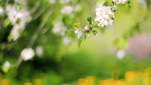 Blooming white apple tree flowers in garden Stock Footage 159898588