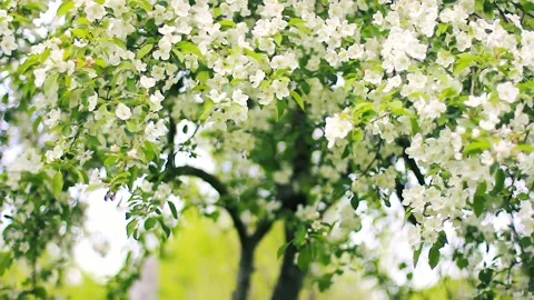 Blooming white apple tree flowers in garden Stock Footage 160032417