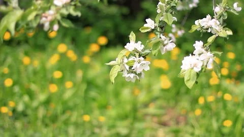 Blooming white apple tree flowers in garden Stock Footage 160322537