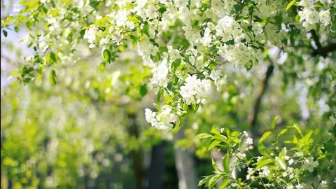 Blooming white apple tree flowers in garden Stock Footage 160322556