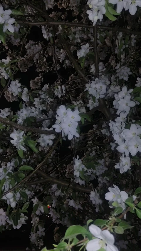 Blooming white apple tree flowers on dark branches at night Stock Footage 334330672