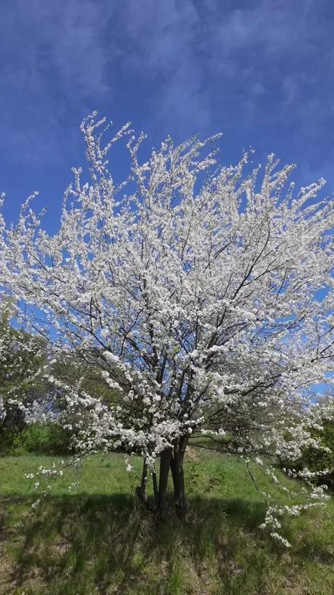 Blooming White Apple Tree In Green Spring Meadow Stock Footage 335273015