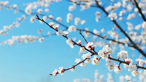 Blooming white apricot branches. Spring card. April day. Spring nature. Video stock 106719483