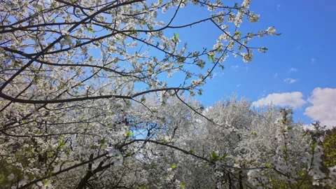 Blooming White Apricot Tree In Green Spring Meadow Under Overcast Sky Video stock 346146486