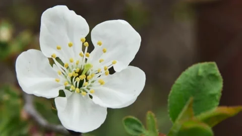 Blooming white beautiful spring flower on a branch 動画素材 239062594
