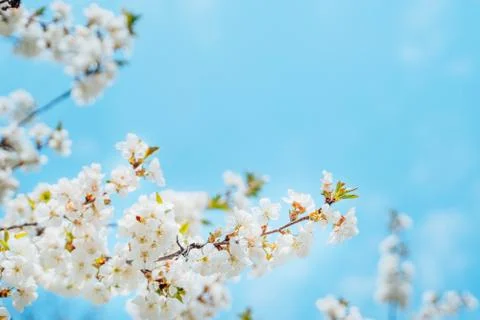 Blooming white branches of cherry Stock Photos
