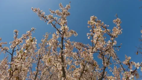 Blooming white bush during spring time Stock Footage 238456636