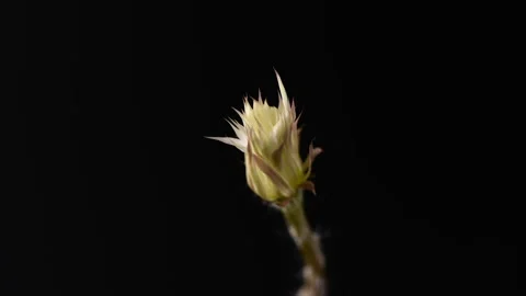 Blooming white cactus flower on black background Stock Footage 146734183