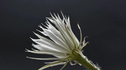 Blooming white cactus flower Stock Footage 144614993