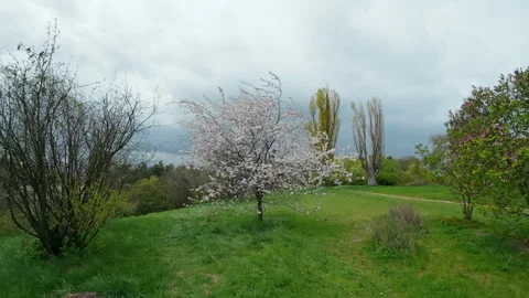 Blooming White Cherry Blossom Tree In Spring Park Landscape Stock Footage 344868445