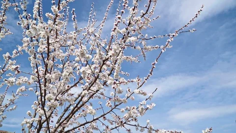 Blooming white cherry blossoms against the blue sky Stock Footage 106950662