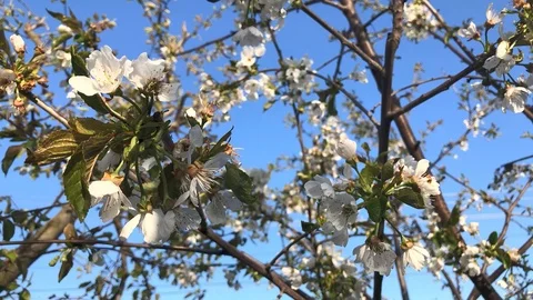 Blooming white cherry blossoms against the blue sky Stock Footage 108336509