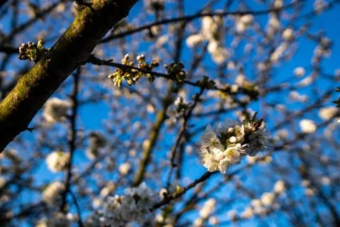 Blooming white cherry blossoms in spring Stock Photos