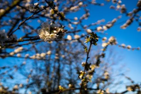 Blooming white cherry blossoms in spring Stock Photos