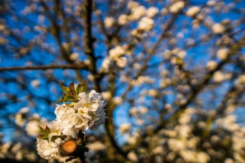 Blooming white cherry blossoms in spring Stock Photos