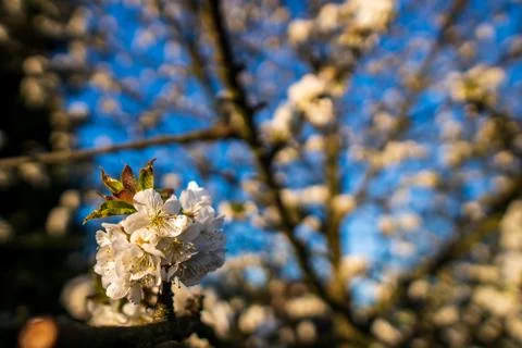 Blooming white cherry blossoms in spring Stock Photos