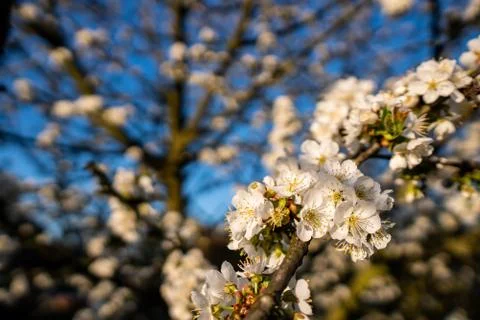 Blooming white cherry blossoms in spring Stock Photos