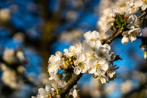 Blooming white cherry blossoms in spring Stock Photos