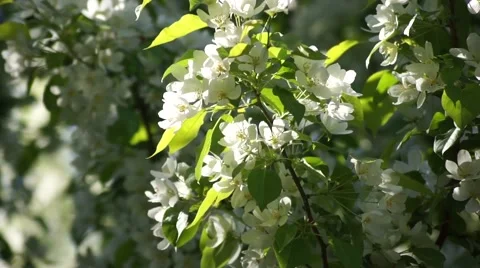 Blooming White Cherry Branches, Close Up Stock Footage 50321359