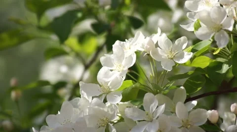 Blooming White Cherry Flowers, Close Up Video stock 50320862