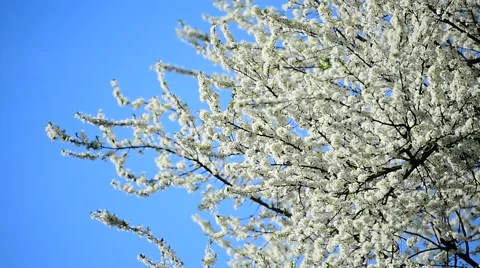 Blooming white cherry flowers Stock Footage 62561821