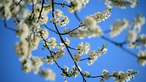 Blooming white cherry flowers 動画素材 62561825