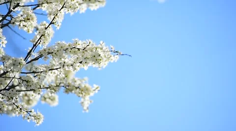 Blooming white cherry flowers Vidéo 62561826