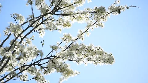 Blooming white cherry flowers Vidéo 62561838