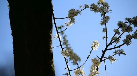 Blooming white cherry flowers Stock-Footage 62561839