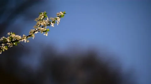 Blooming white cherry flowers Stock Footage 62561840